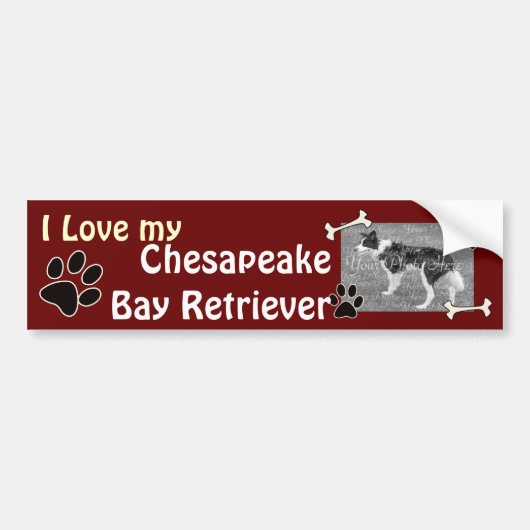 Chesapeake Bay Retriever Autoaufkleber (Vorne)