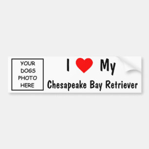 Chesapeake Bay-Retriever Autoaufkleber