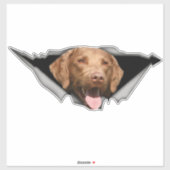 Chesapeake Bay Retriever decal, Dog Sticker (Blatt)