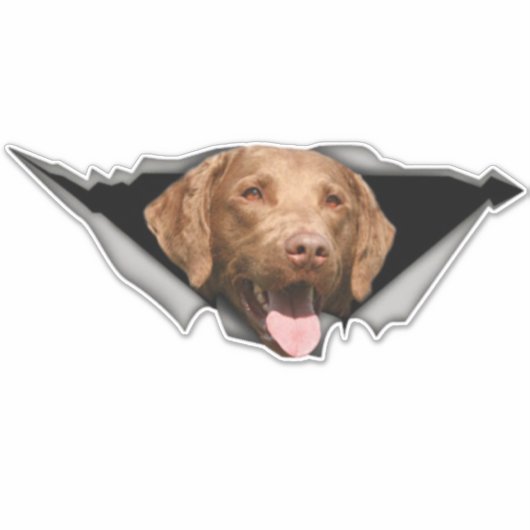 Chesapeake Bay Retriever decal, Dog Sticker (Vorderseite)