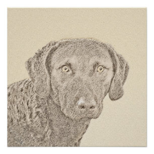 Chesapeake Bay Retriever Gemälde Originale Hundeku Poster