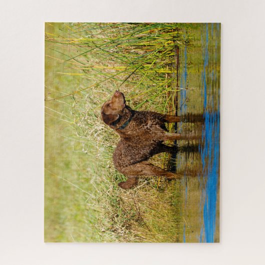 Chesapeake Bay Retriever Jagd Hund Jigsaw Puzzle (Vertikal)