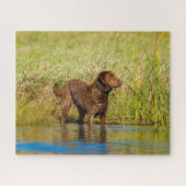 Chesapeake Bay Retriever Jagd Hund Jigsaw Puzzle (Horizontal)