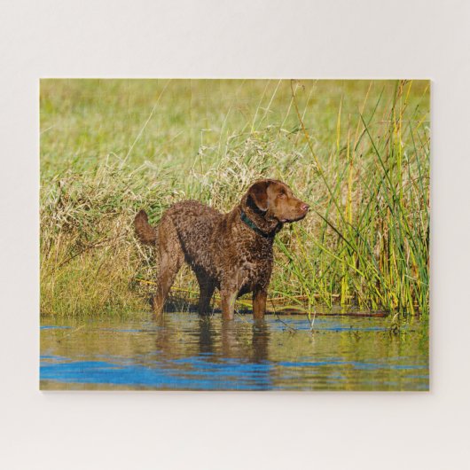 Chesapeake Bay Retriever Jagd Hund Jigsaw Puzzle (Horizontal)