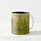 Chesapeake Bay Retriever Jagd Hund Kaffee Tasse (VorderseiteRechts)