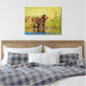 Chesapeake Bay Retriever Jagd Hund Leinwand Wrap (Insitu (Schlafzimmer))