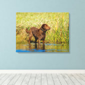 Chesapeake Bay Retriever Jagd Hund Leinwand Wrap (Insitu (Holzboden))