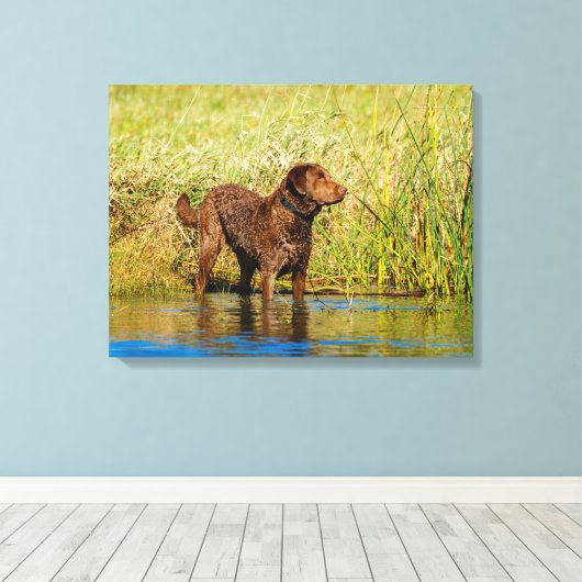 Chesapeake Bay Retriever Jagd Hund Leinwand Wrap (Insitu (Holzboden))
