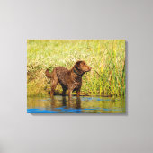 Chesapeake Bay Retriever Jagd Hund Leinwand Wrap (Vorderseite)