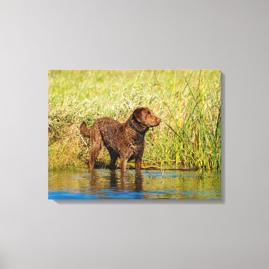 Chesapeake Bay Retriever Jagd Hund Leinwand Wrap (Vorderseite)