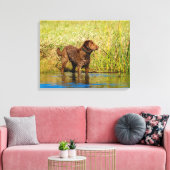 Chesapeake Bay Retriever Jagd Hund Leinwand Wrap (Insitu (Wohnzimmer))