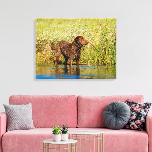 Chesapeake Bay Retriever Jagd Hund Leinwand Wrap (Insitu (Wohnzimmer))