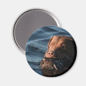 Chesapeake Bay Retriever Magnet (Vorderseite/Rückseite)
