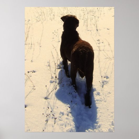 Chesapeake Bay Retriever Poster (Vorne)