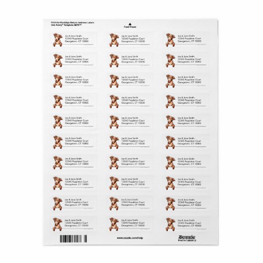 Chesapeake Bay Retriever Saubere, einfach (Vorne)