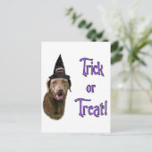 Chesapeake Bay Retriever Trick Postkarte (Stehend Vorderseite)