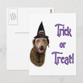 Chesapeake Bay Retriever Trick Postkarte (Vorne/Hinten)