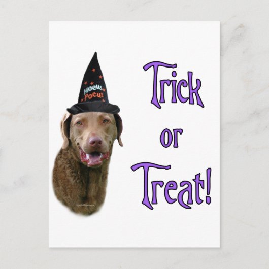 Chesapeake Bay Retriever Trick Postkarte (Vorderseite)