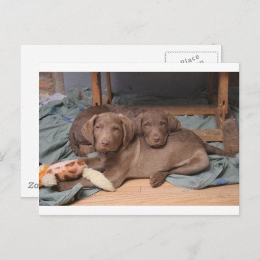 Chesapeake Bay Retrievers Postkarte (Vorne/Hinten)