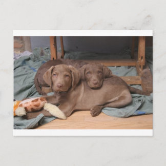 Chesapeake Bay Retrievers Postkarte