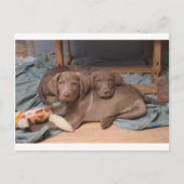 Chesapeake Bay Retrievers Postkarte (Vorderseite)