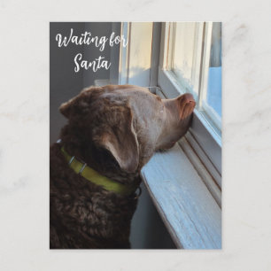 Chesapeake Retriever Weihnachtsmann-Foto-Postkarte Feiertagspostkarte