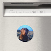 Chessie Magnet (In Situ (Geschirrspüler))