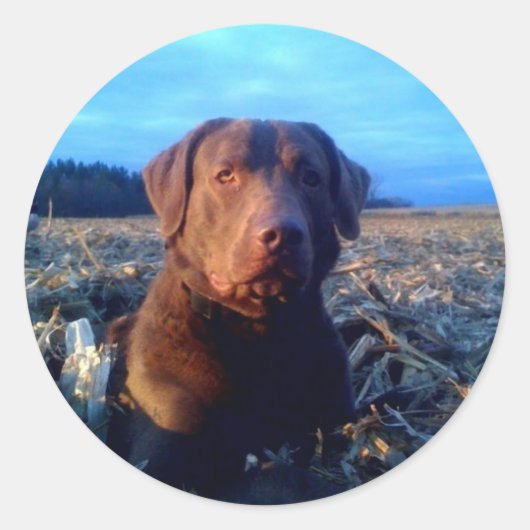 Chessie Runder Aufkleber (Vorderseite)