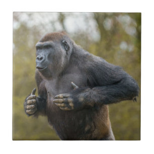 Chest Beating Gorilla Fliese