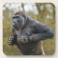 Chest Beating Gorilla