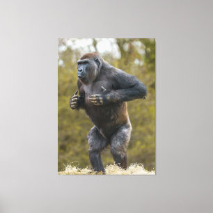 Chest Beating Gorilla Leinwanddruck
