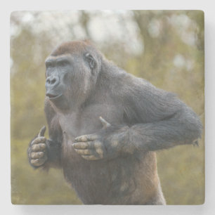 Chest Beating Gorilla Steinuntersetzer