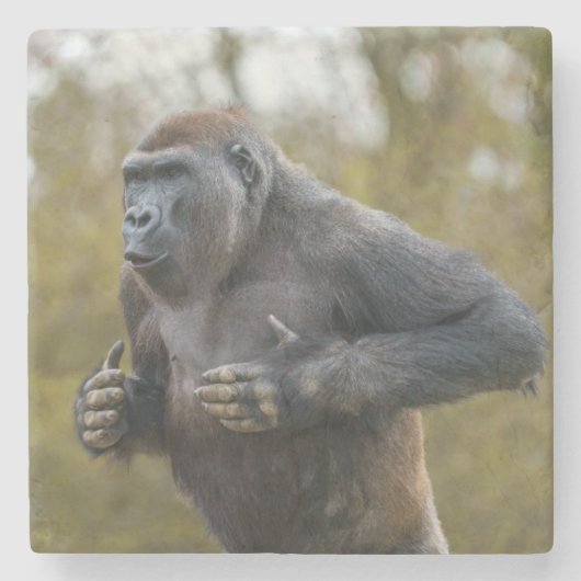 Chest Beating Gorilla Steinuntersetzer (Vorderseite)