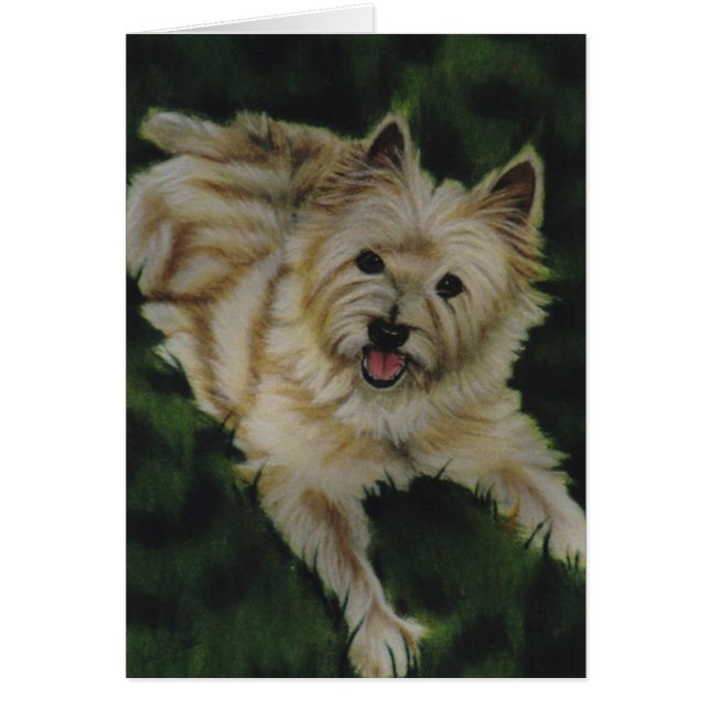 ‚Chester‘ (Vorne)