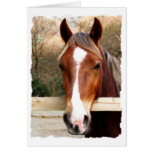 CHESTNUT HORSE CARD (Vorne)