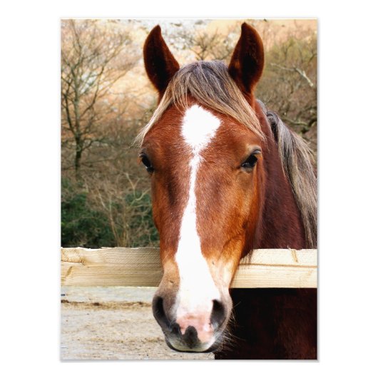 CHESTNUT HORSE FOTODRUCK (Vorne)