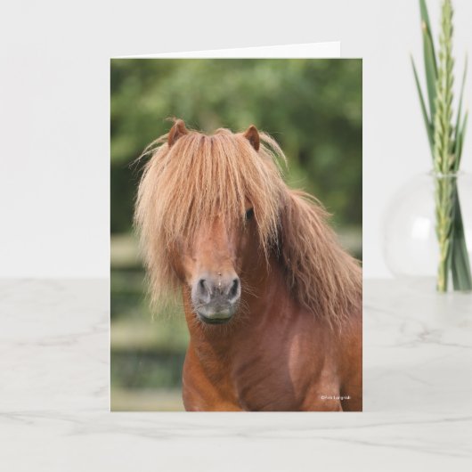 Chestnut Shetland Pony Stallion headshot Karte (Vorderseite)