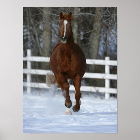 Chestnut Trakehner Stallion In The Snow Poster (Vorne)
