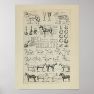Cheval Anatomie Aplombs Squelette Horse Anatomie Poster