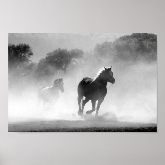 Chevaux noir et blanc poster (Vorne)