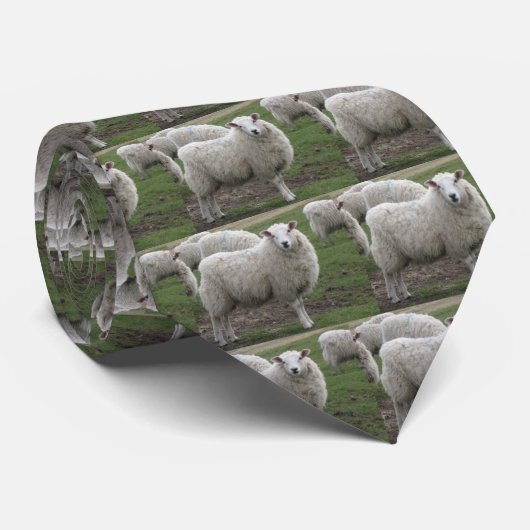 Cheviot-Schafe Krawatte (Gerollt)