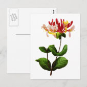 Chevrefeuille durch Joseph Pierre Redoute Postkarte (Vorne/Hinten)
