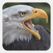 Cheyenne Sticker (Vorderseite)