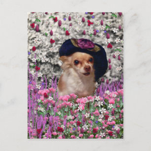 Chi Chi in Blume Postcard - Chihuahua Postkarte