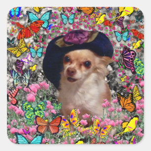 Chi Chi in Butterflies - Chihuahua-Welpe in Hat Quadratischer Aufkleber