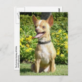 Chi Chi Postcard Postkarte (Vorne/Hinten)