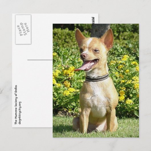 Chi Chi Postcard Postkarte (Vorne/Hinten)