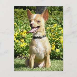 Chi Chi Postcard Postkarte