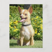 Chi Chi Postcard Postkarte (Vorderseite)