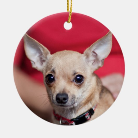 Chi-Chi-süße Erbsen-Brown-Chihuahua-Verzierung Keramikornament (Vorne)